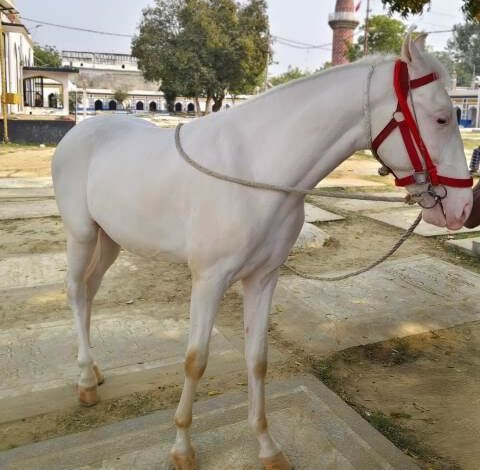 horse the coverage